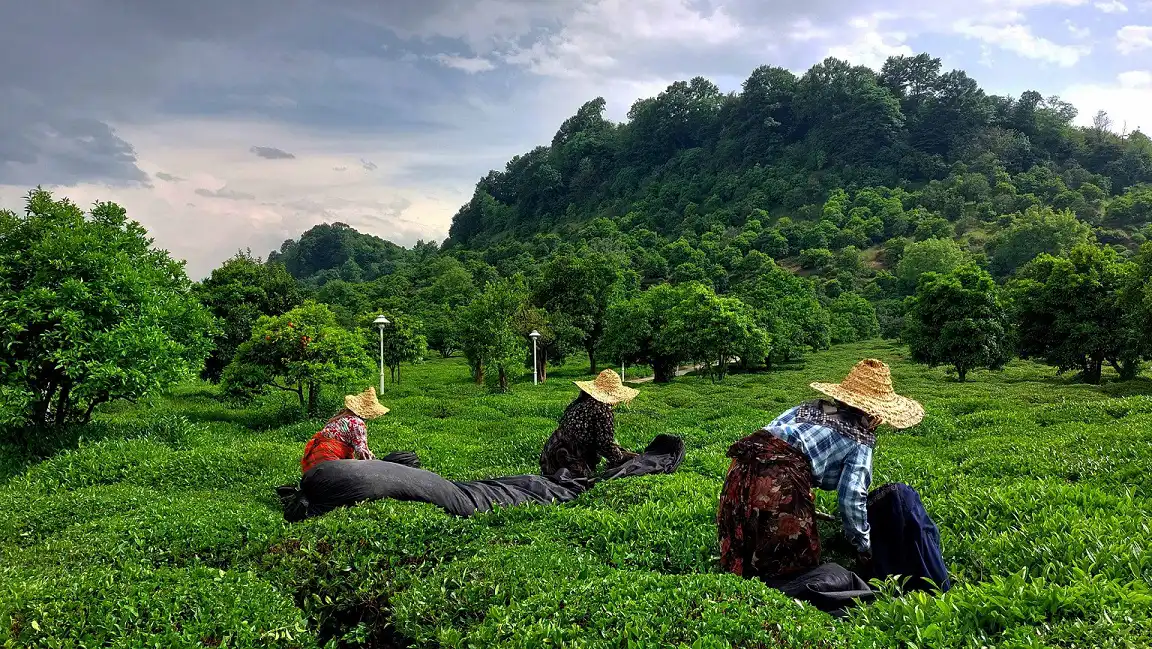 How Nivan Teasun ensures global tea safety from soil to cup